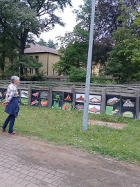 Świecenia nocne w Lesie Łagiewnickim, 